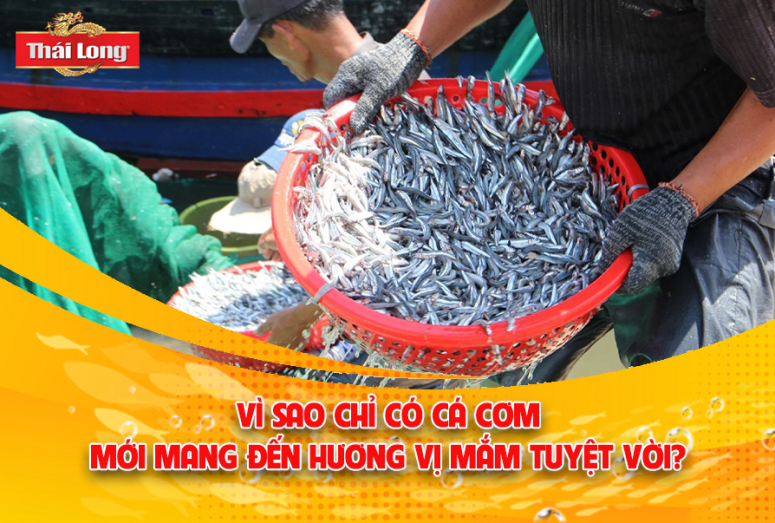 VÌ SAO CHỈ CÓ CÁ CƠM MỚI MANG ĐẾN HƯƠNG VỊ MẮM TUYỆT VỜI?